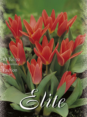 Kaufmanniana Tulpen "Fashion" (Art.Nr. 595820)