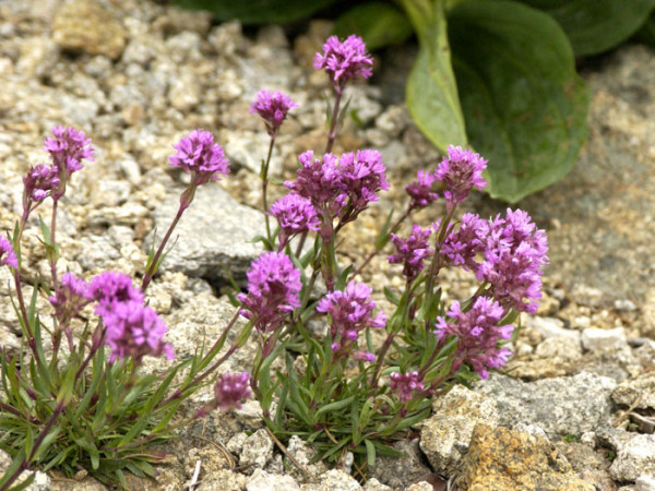 Lychnis (syn. Silene) alpina, Alpen-Lichtnelke, Pechnelke