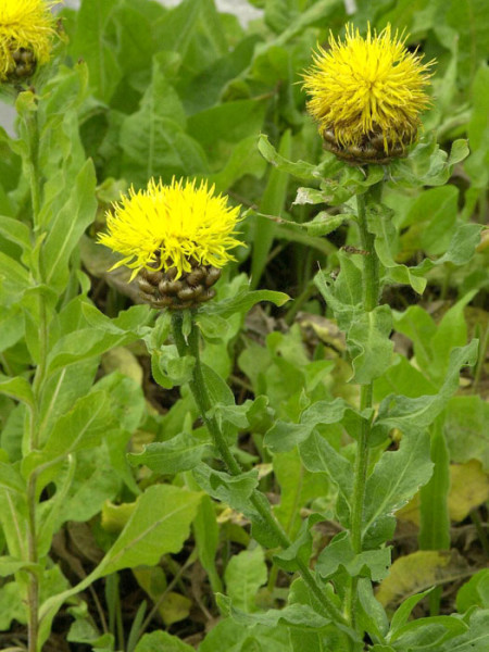 Centaurea macrocephala, Riesenflockenblume, großköpfige Flockenblume