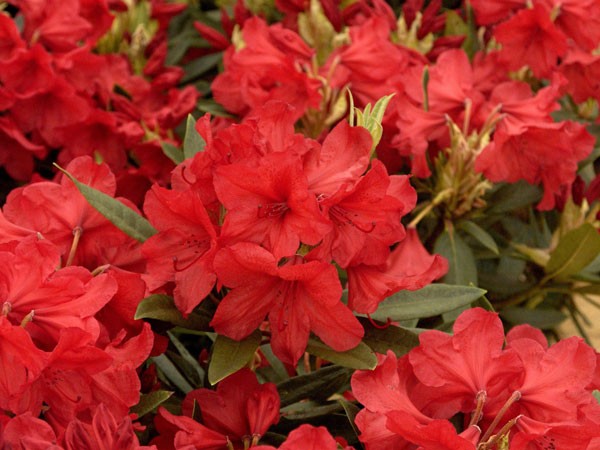 Rhododendron &#039;Vulcane&#039;s Fire