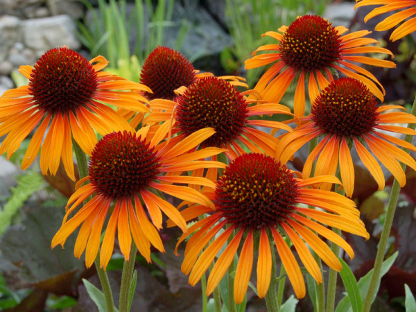 Echinacea purpurea &#039;Flame Thrower&#039; von TerraNova, Scheinsonnenhut