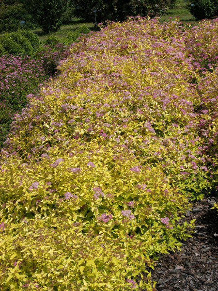 Spiraea japonica &#039;Golden Princess&#039;, Gelbe Zwergspiere