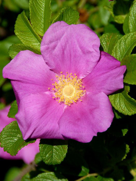 Rosa rugosa, Kartoffelrose, Apfelrose