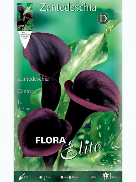 Calla &#039;Cantor&#039;, Zantedeschia (Art.Nr. 5221530)