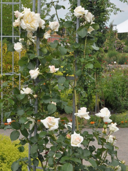 Blühende Rose Schneewalzer