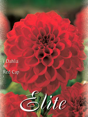 Ball-Dahlie &#039;Red Cap&#039;, Dahlia (Art.Nr. 520492)