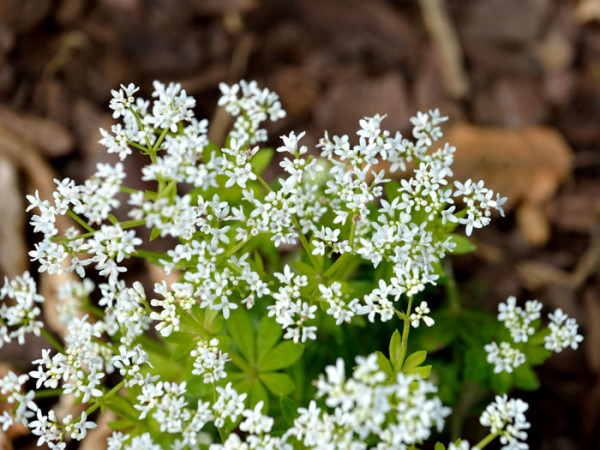 Leberkraut Blüte