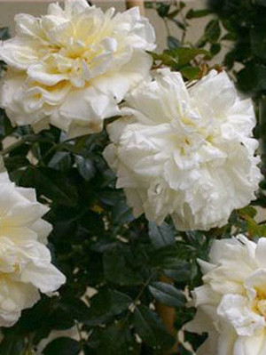 Blüte der Rose Alberic Barbier