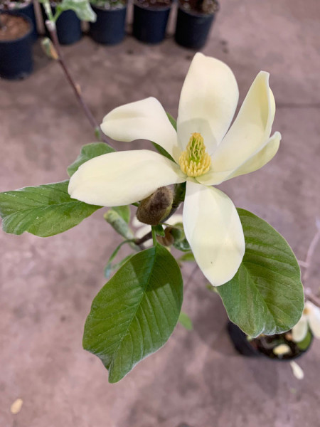 Magnolia &#039;Maxine Merrill&#039;