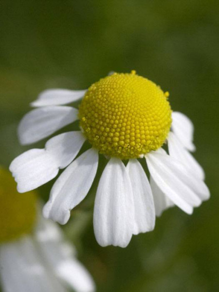 Echte Kamille, Matricaria recutita