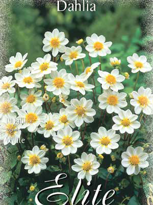 Topmix-Dahlie &#039;White&#039;, Dahlia (Art.Nr. 520616)