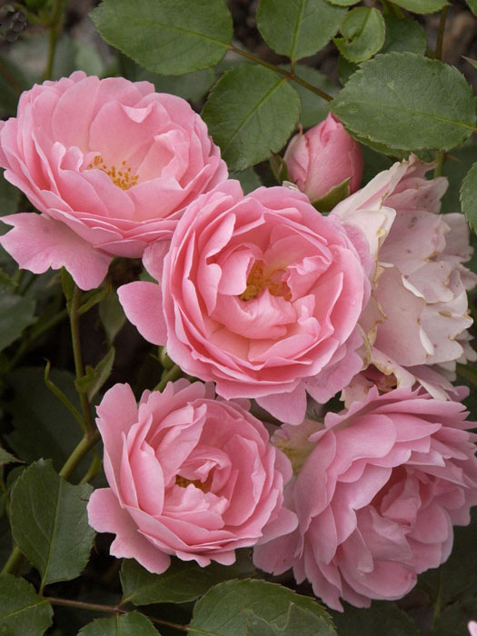 Rose Sommerwind Kordes