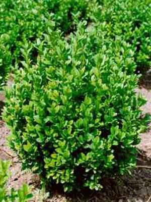 Buxus Pflanze