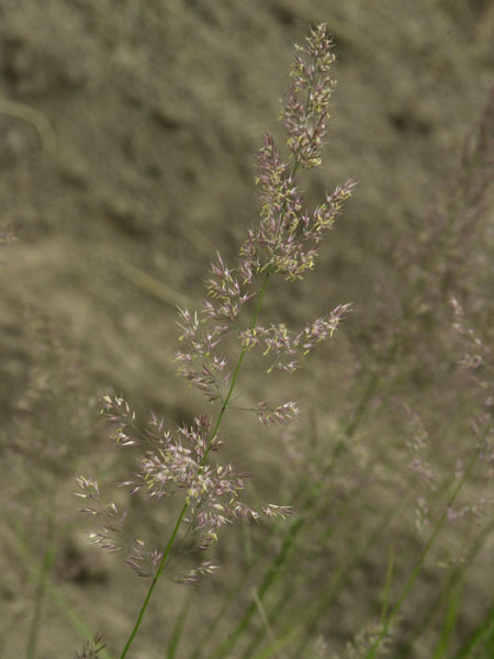 Calamagrostis x acutiflora &#039;Overdam&#039; (M), Gestreiftes Reitgras, weißbuntes Sandrohr