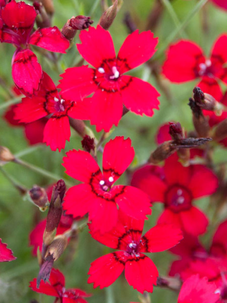 Dianthus deltoides &#039;Leuchtfunk&#039;, rote Heidenelke, Steinnelke