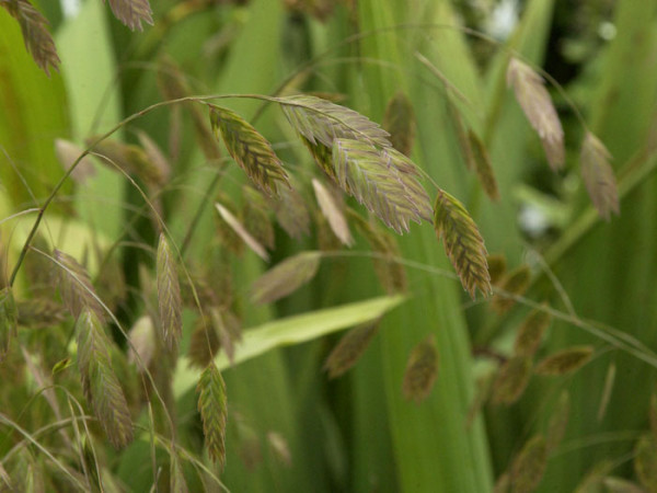 Chasmanthium latifolium, Plattährengras