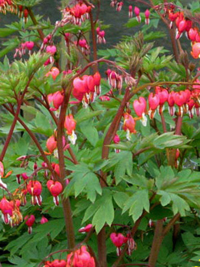 Dicentra spectabilis &#039;Valentine&#039;, orange-rotes Tränendes Herz