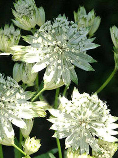 Astrantia major &#039;Snowstar&#039;, Große weiße Sterndolde