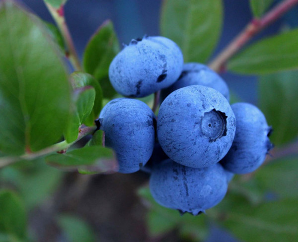 Vaccinium corymbosum &#039;Hortblue Petite&#039;, zweimal tragende Heidelbeere