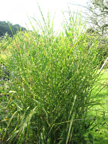 Miscanthus sinensis 'Little Zebra' ®, Gelbgestreiftes China-Schilf