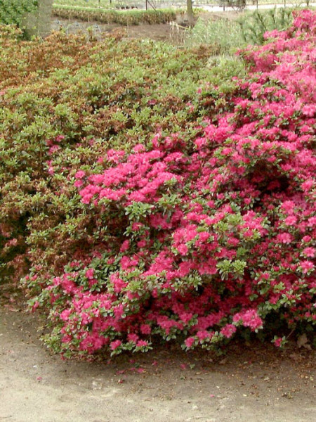 Rhododendron obtusum &#039;Rubinetta&#039;, wintergrüne japanische Gartenazalee