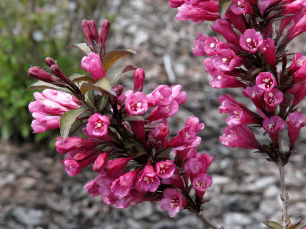 Weigela florida &#039;Alexandra&#039;, Rosa Weigelie