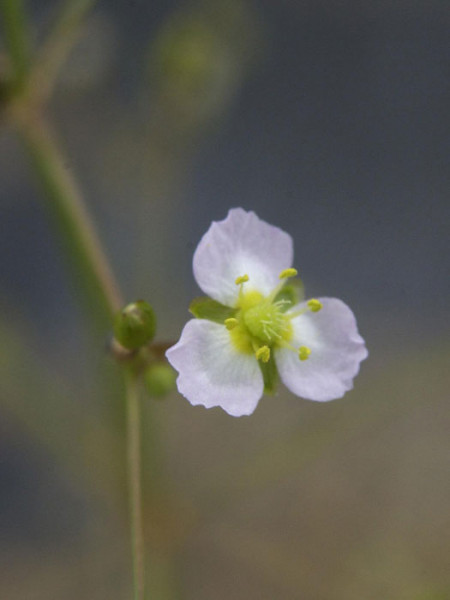 Alisma plantago-aquatica, Froschlöffel