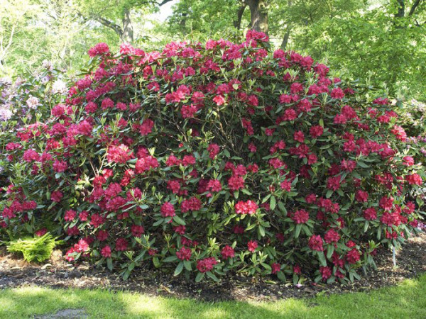 Rhododendron &#039;Hachmanns Feuerschein&#039; INKARHO®,