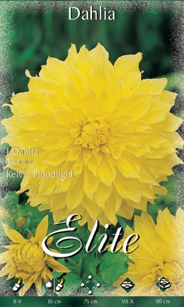 Schmuck-Dahlie &#039;Kelvin Floodlight&#039;, Dahlia (Art.Nr. 520156)