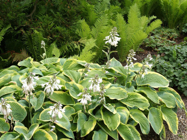 Hosta sieboldiana &#039;Francess Williams&#039;, Blaue Gelbrand-Funkie, Herzblatt-Lilie