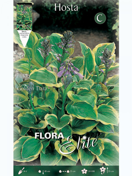 Funkie &#039;Golden Tiara&#039;, Hosta fortunei (Art.Nr. 5214840)