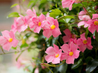 Rosa Dipladenie, Mandevilla