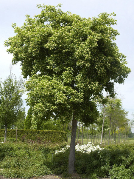 Acer ginnala (syn. tatarica), Feuerahorn
