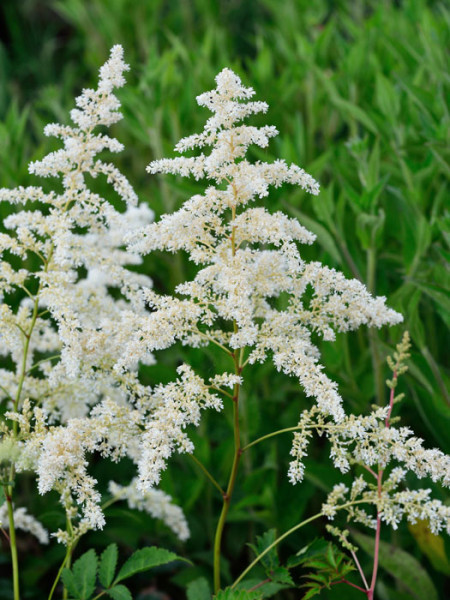 Weiße Blütenpracht der Astilbe 'Brautschleier'