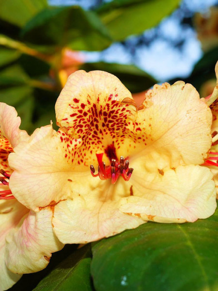 Rhododendron &#039;Goldkrone&#039;