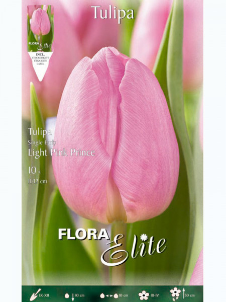 Einfache frühe Tulpe &#039;Light Pink Prince&#039; (Art.Nr. 5951126)