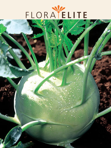Kohlrabi 'Delikatess Witte' (Art.Nr. 21230)