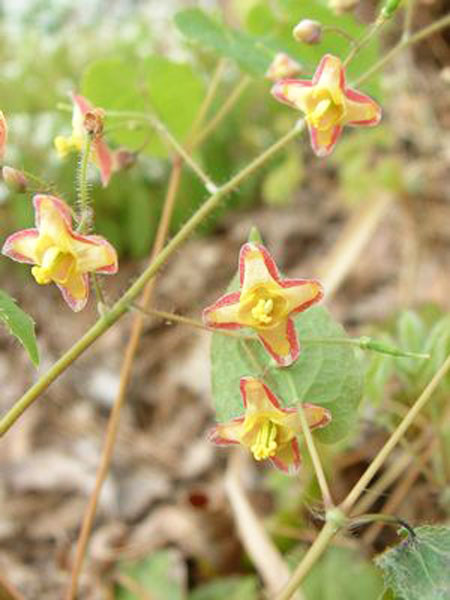 Blüte und Blatt der Cambridge-Elfenblume