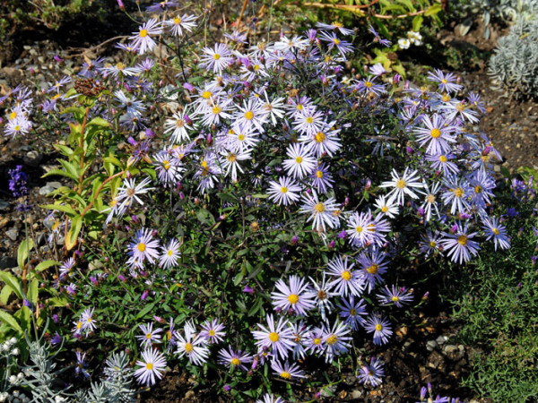 Aster pyrenaeus &#039;Lutetia&#039;, Pyrenäen-Aster, Sommer-Aster