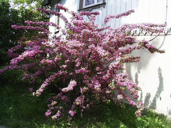 Rosa Weigelie Solitärstrauch