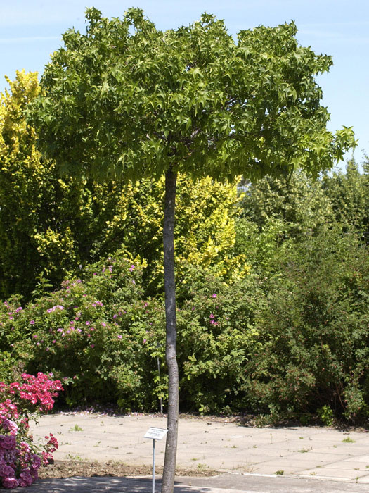 KugelAmberbaum