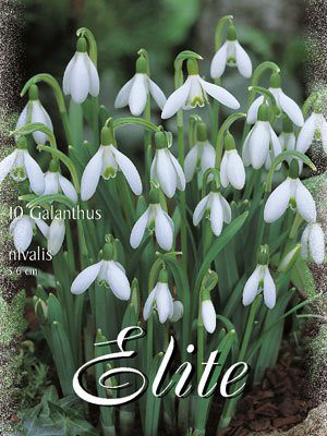 Schneeglöckchen &#039;Nivalis&#039;, Galanthus (Art.Nr. 596794)