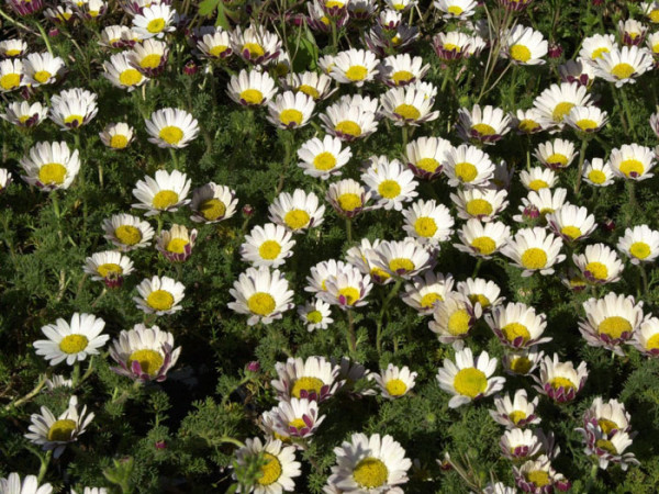 Anacyclus pyrethrum var. depressus, Ringblume, Marokko-Kamille, römischer Bertram