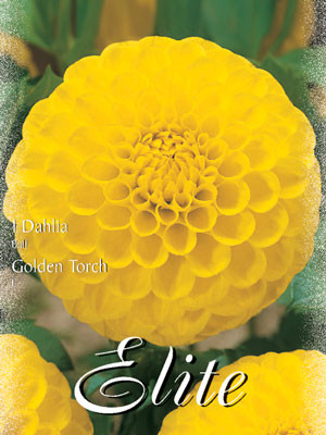 Ball-Dahlie &#039;Golden Torch&#039;, Dahlia (Art.Nr. 520484)