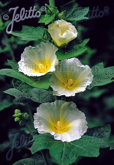 Alcea rosea &#039;Polarstar&#039; (M), Stockrose, englische Stockrose, Spotlight-Stockrose