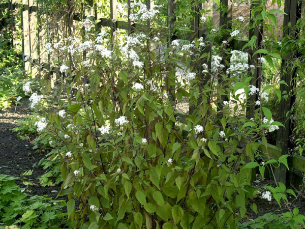 Eupatorium rugosum &#039;Chocolate&#039;, braunblättriger Wasserdost, Riesenschirm