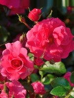 Rose Bad Birnbach ® - Kordes