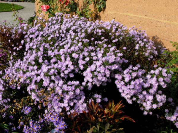 Aster amellus &#039;Lady Hindlip&#039;, Bergaster, Amellusaster