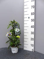 Passionsblume 'Clear Sky', Passiflora