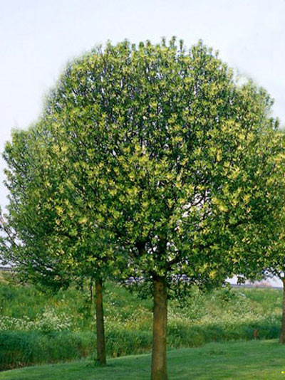 Prunus padus &#039;Nana&#039;, Kugel-Traubenkirsche - Hochstamm